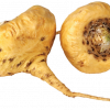 MACA