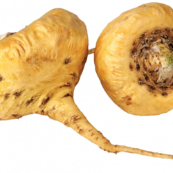 MACA